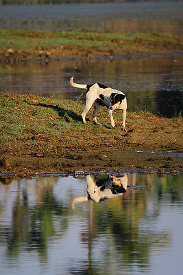 Wall Art - Photograph - Reflection by SAURAVphoto Online Store