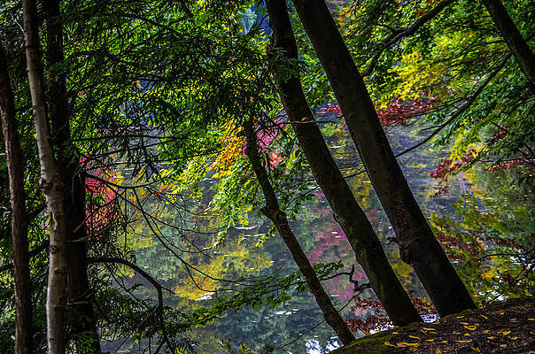 Reflections Through The Trees by Michael Pope