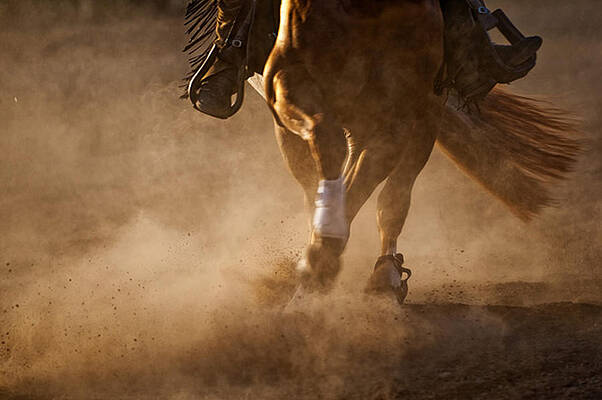 Reining Legs by Pamela Steege Reining Legs by Pamela Steege