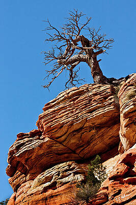 Wall Art - Photograph - Remnants Of A Struggle by Christopher Holmes