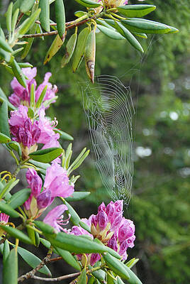 Wall Art - Photograph - Rhododendren Web by Joye Ardyn Durham