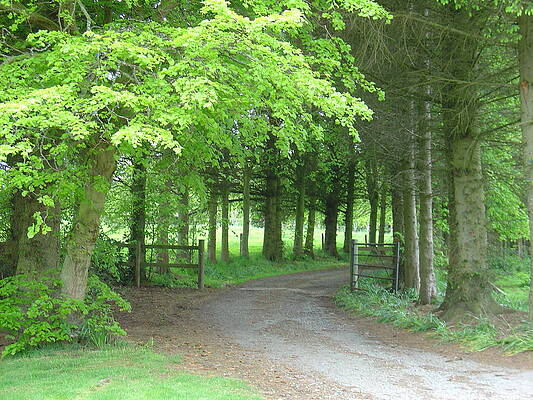 Road into the Woods by Charles and Melisa Morrison Road into the Woods by Charles and Melisa Morrison