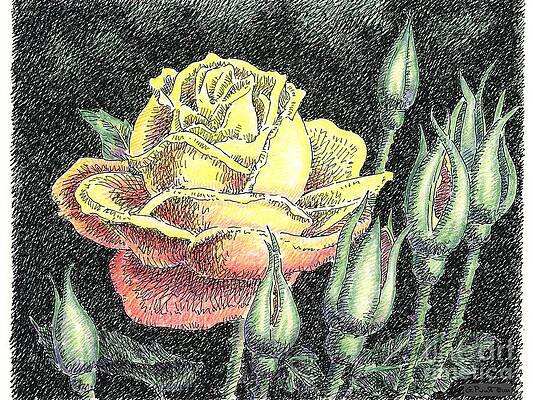 Wall Art - Painting - Rose Flower Drawing 4 by Gordon Punt