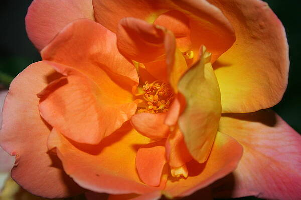 Rose by Monty Wesley