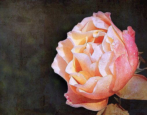 Rose with Dewdrops by Marion McCristall Rose with Dewdrops by Marion McCristall