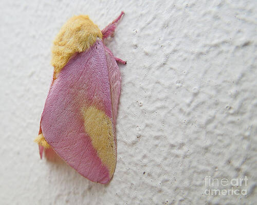 Rosy Maple Moth - Dryocampa Rubicunda Photograph by THERESA Nye - Fine Art  America