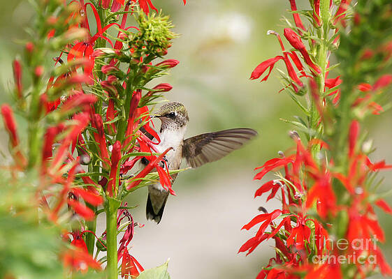 Wall Art - Photograph - Ruby-throated Hummingbird And Cardinal Flower by Robert E Alter Reflections of Infinity