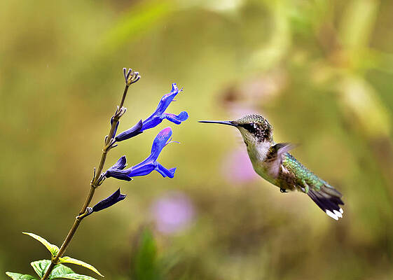 Ruby Throated Hummingbird  by Sue Baker