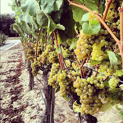 Rude Clone Chard Is Getting Close by Eric Kent Wine Cellars