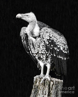 Ruppell's Vulture by Sheila Laurens Ruppell's Vulture by Sheila Laurens