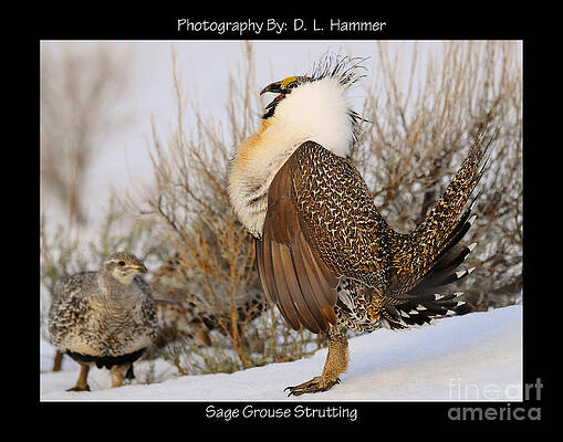 Fine Art Print The Greater Sage Grouse and Adventure Boy -  Portugal