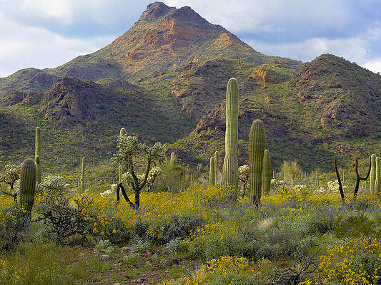 Wall Art - Photograph - Saguaro And Teddybear Cholla by Tim Fitzharris