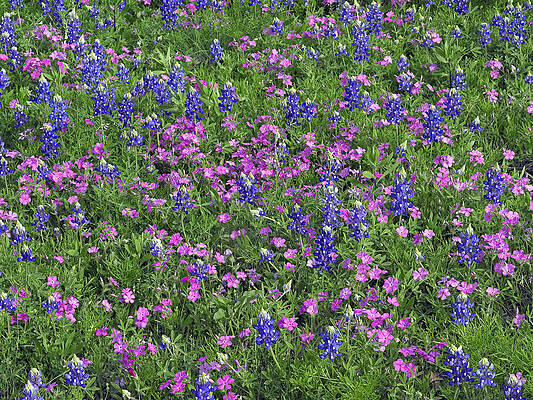 Wall Art - Photograph - Sand Bluebonnet And Pointed Phlox by Tim Fitzharris