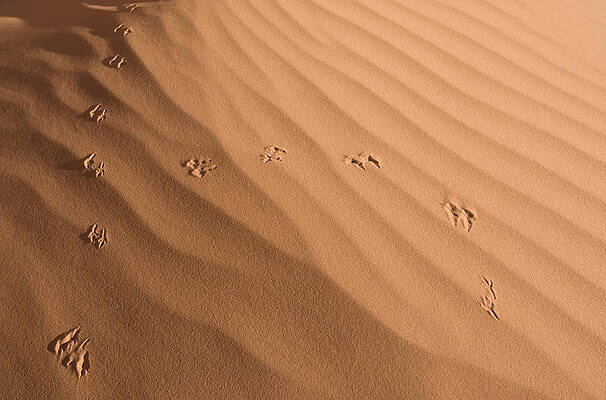 Wall Art - Photograph - Sand Pattern by Gloria & Richard Maschmeyer