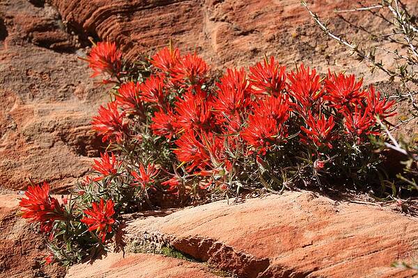 Sandstone Fire by Cliff Barnes