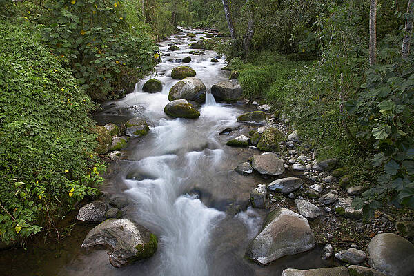 Wall Art - Photograph - Savegre River Flowing Through Forest by Tim Fitzharris