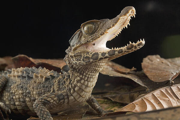 Wall Art - Photograph - Schneiders Dwarf Caiman Juvenile Guyana by Piotr Naskrecki