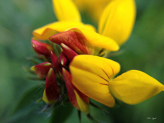 Wall Art - Photograph - Scotch Broom by Chriss Pagani