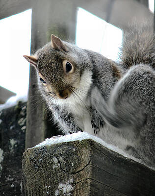 Wall Art - Photograph - Scratching An Itch by Rory Siegel