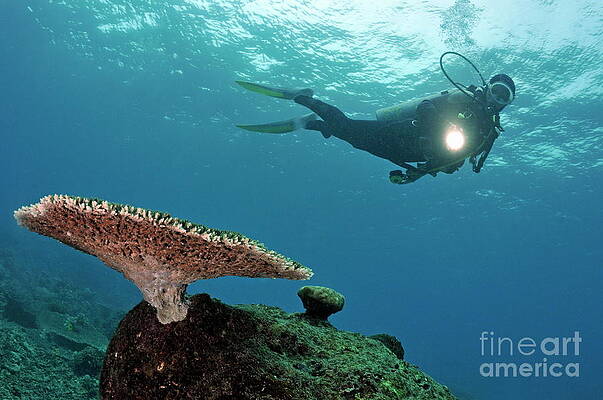 Wall Art - Photograph - Scuba Diver shining torch by Table Coral by Sami Sarkis Photography