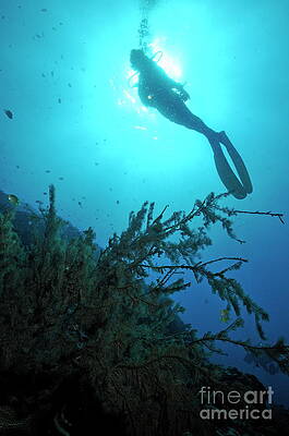 Wall Art - Photograph - Scuba Diver silhouette by Sami Sarkis Photography