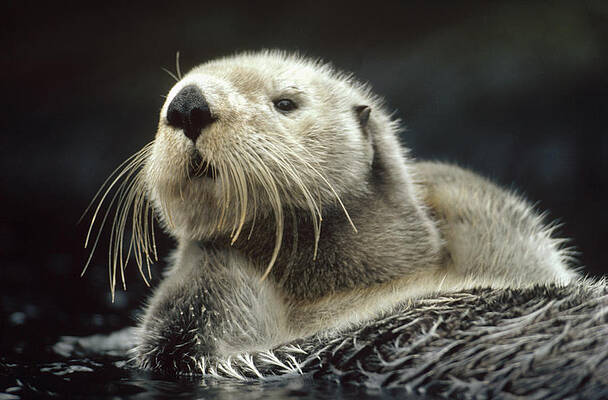 Wall Art - Photograph - Sea Otter Enhydra Lutris Floating by Tim Fitzharris