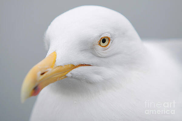 Seagull Face 01 by Gene Marchand Seagull Face 01 by Gene Marchand