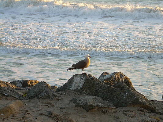 Seagull I by Joseph Litzinger Seagull I by Joseph Litzinger