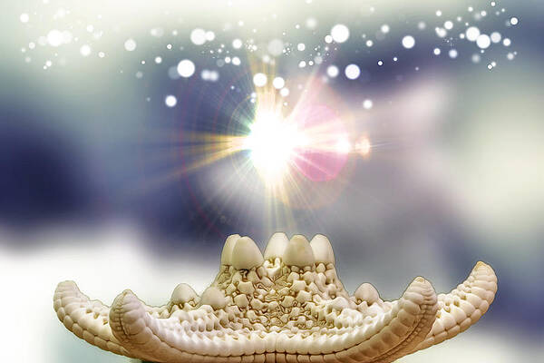 Wall Art - Photograph - Seashell Splendor by Bill and Linda Tiepelman