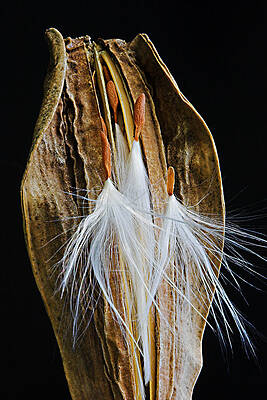 Seed Pod-3- St Lucia by Chester Williams Seed Pod-3- St Lucia by Chester Williams