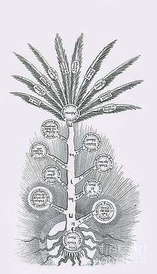 Wall Art - Photograph - Sephirothic Tree by Science Source