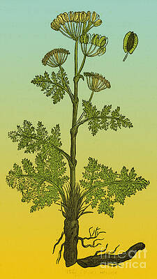 Wall Art - Photograph - Seseli, Herbaceous Perennial by Science Source