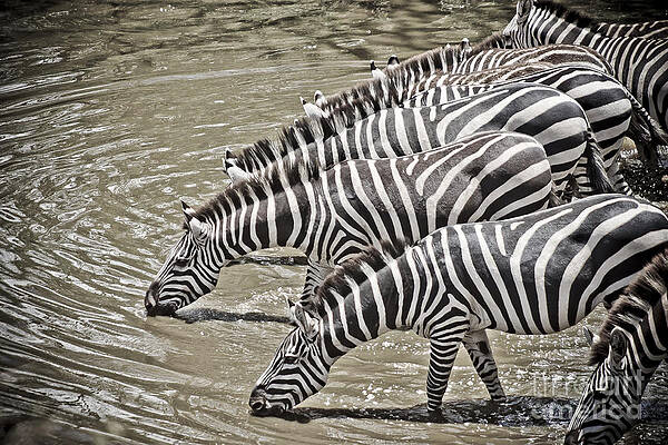 Wall Art - Photograph - Several Thirsty Zebra by Darcy Michaelchuk