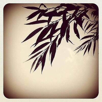 Shade by Mark B