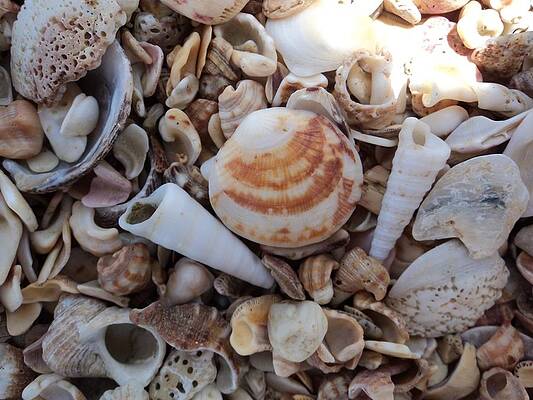 Shell on a sea shore by Srikanth Joshi