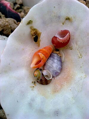 Shells In A Shell by Jeannine Davidoff