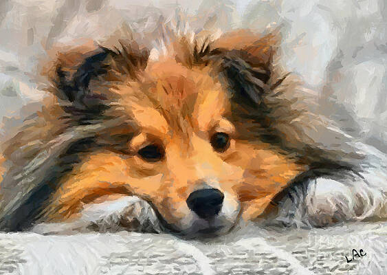 Sheltie On Bed by Doggy Lips Sheltie On Bed by Doggy Lips