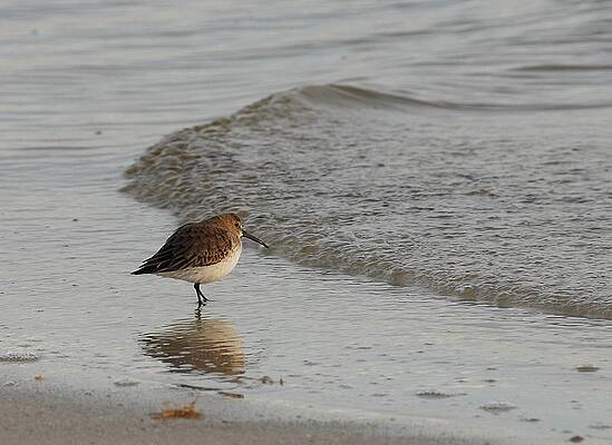 Shore Bird by Kirk Stanley Shore Bird by Kirk Stanley