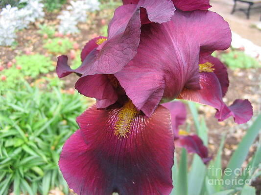 Show Your Tongue by Mark Robbins Show Your Tongue by Mark Robbins