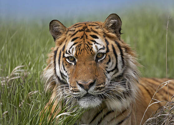 Wall Art - Photograph - Siberian Tiger Portrait Endangered by Tim Fitzharris