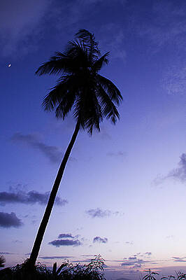 Single palm tree silhouette at twilight by Anya Brewley schultheiss Single palm tree silhouette at twilight by Anya Brewley schultheiss