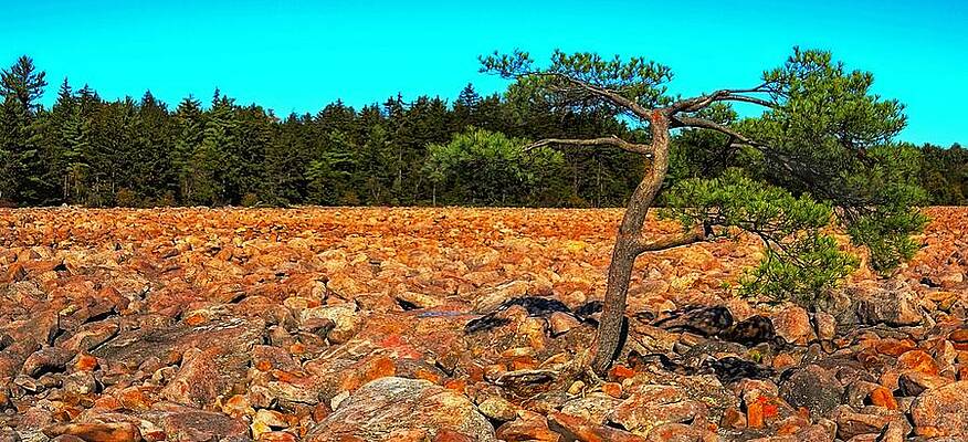 Wall Art - Photograph - Single tree in a field of boulders by Dave Sandt