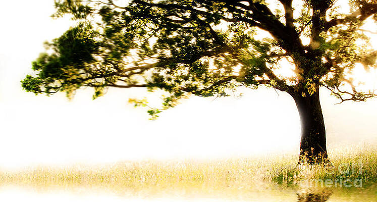 Wall Art - Photograph - Single tree in motion by Simon Bratt