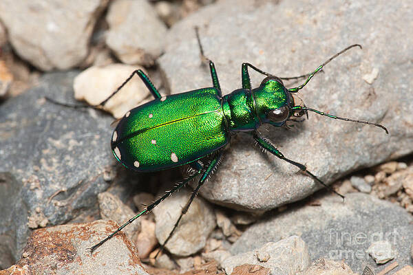 Wall Art featuring the photograph Six-spotted Tiger Beetle by Clarence Holmes