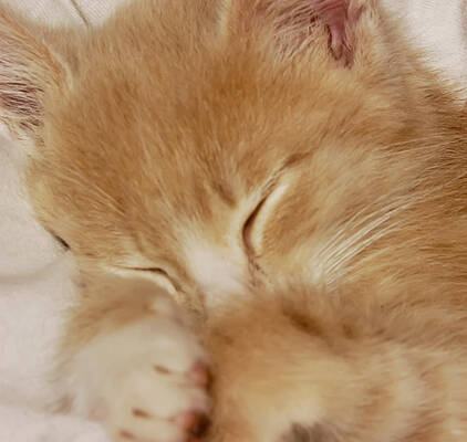Sleeping Cat by Hans Kaiser Sleeping Cat by Hans Kaiser