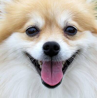 Smiley Zoey by Lori Lafargue Smiley Zoey by Lori Lafargue