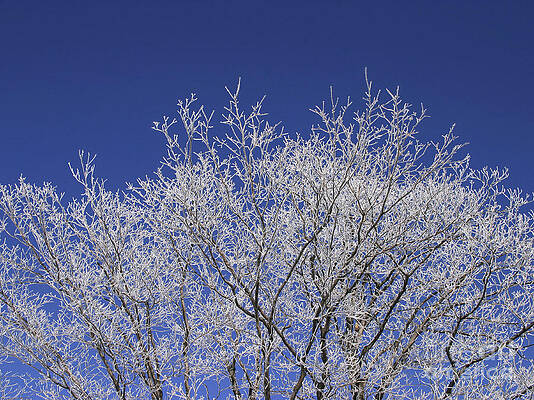 Snow and ice covered tree by Steven Puetzer