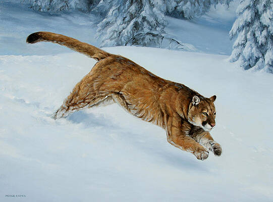 Snow Bound by Peter Eades Snow Bound by Peter Eades