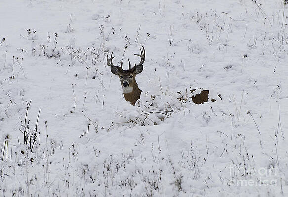 Snow Buck by Greg Jones Snow Buck by Greg Jones