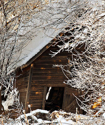 Wall Art - Photograph - Snow Covered Shed by Ed Peterson